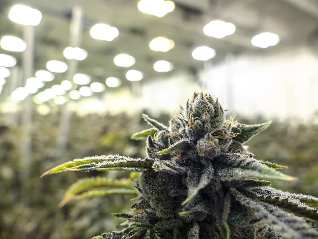 Is Cannabis Sativa Your Favorite Strain?