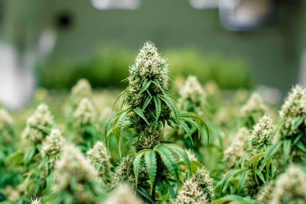 Best 4/20 Weed Deals in Maine & What to Do Nearby