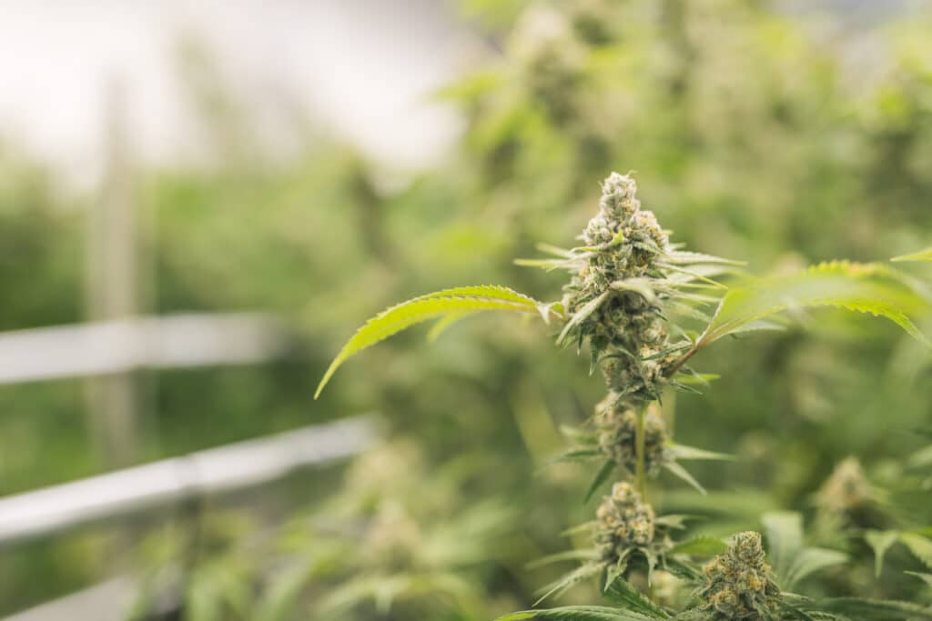 Maine Cannabis Laws & What You Should Know