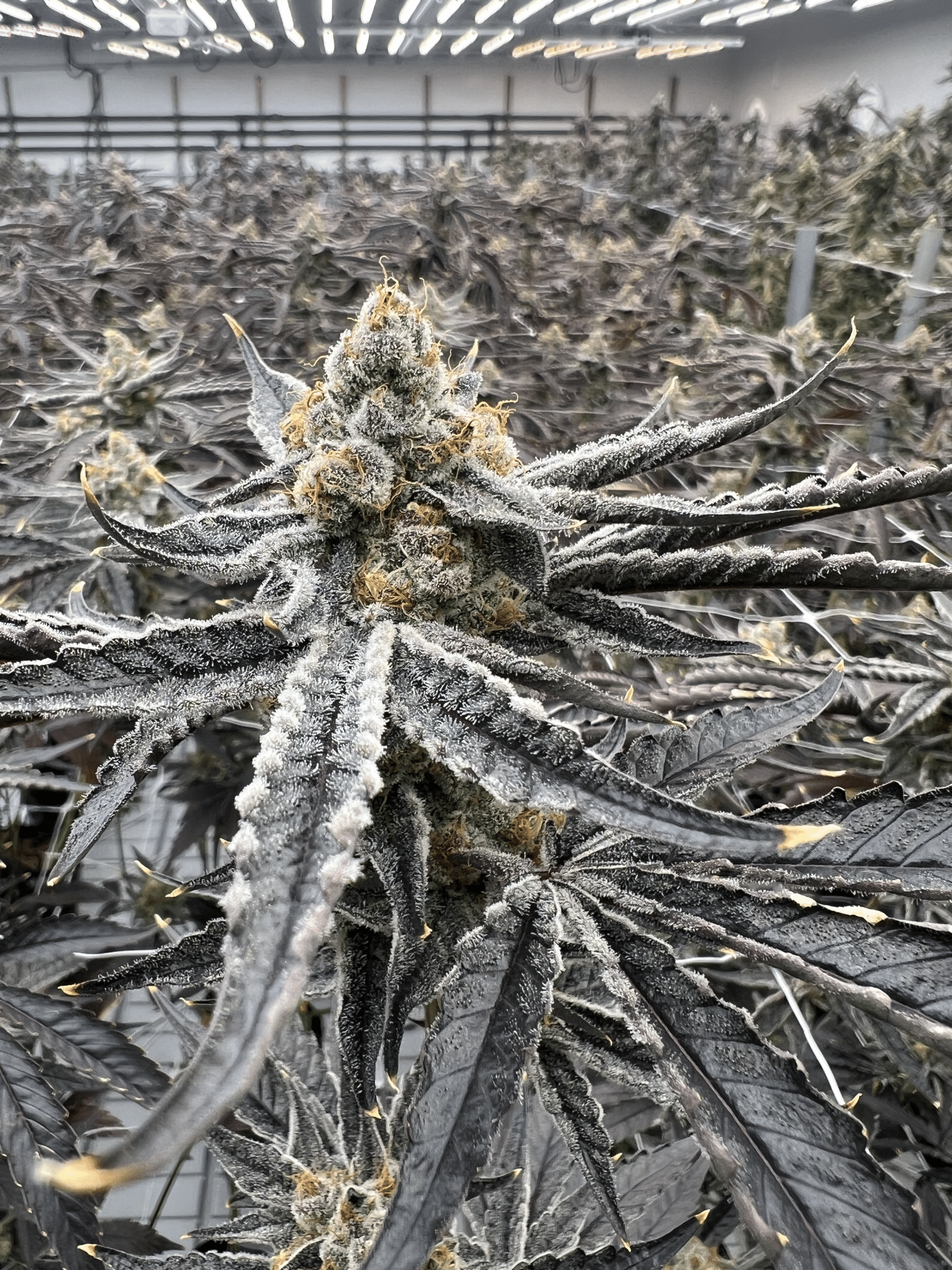 ReMaine Humble Farms cannabis flower