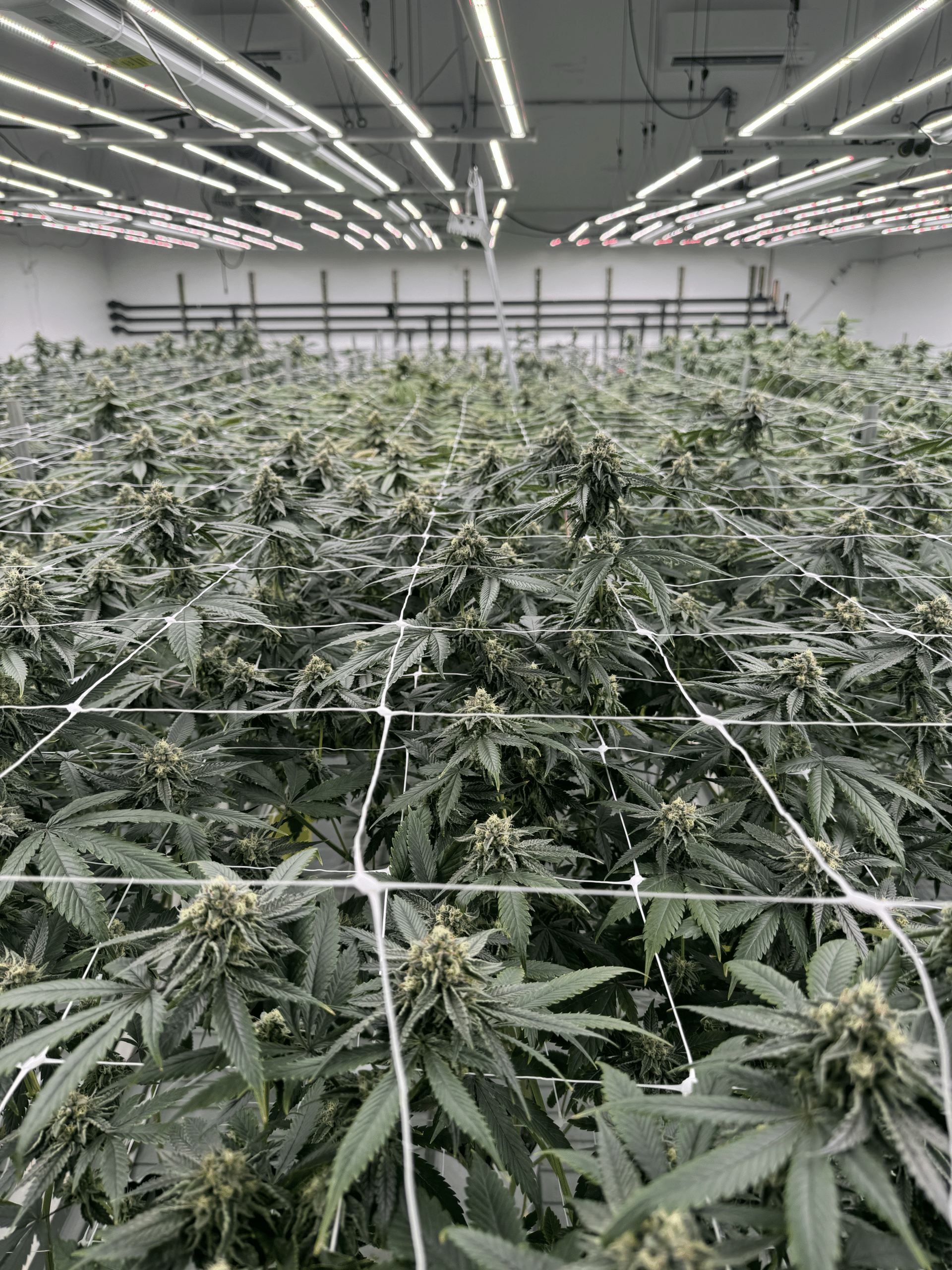 ReMaine Humble Farms wholesale cannabis